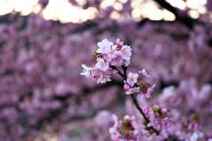 Spring Has Come.