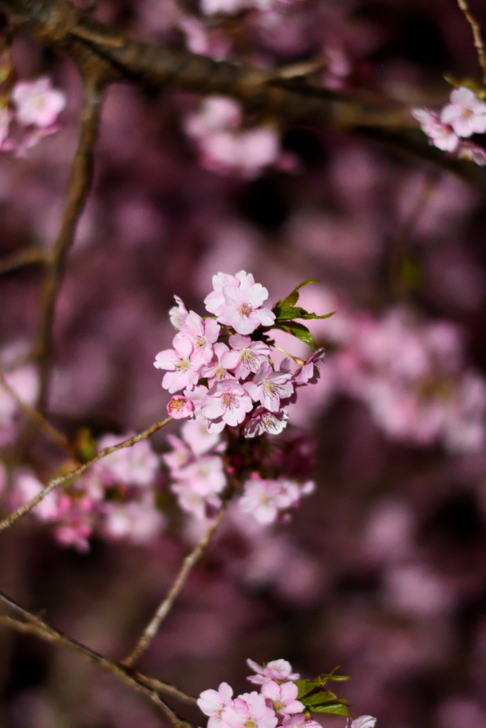 Spring Has Come