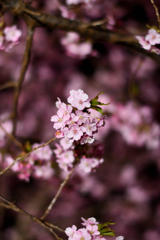 Spring Has Come