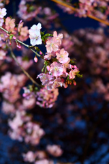 Spring Has Come