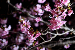 Spring Has Come