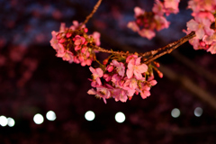 Spring Has Come