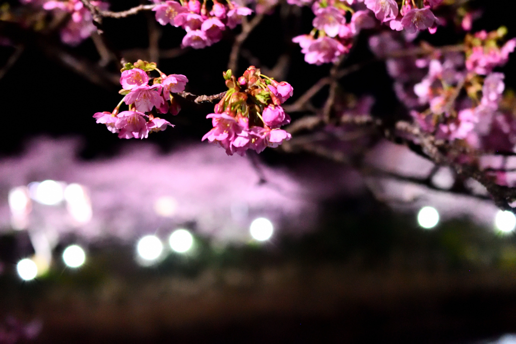 Spring Has Come