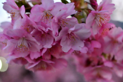 Spring Has Come