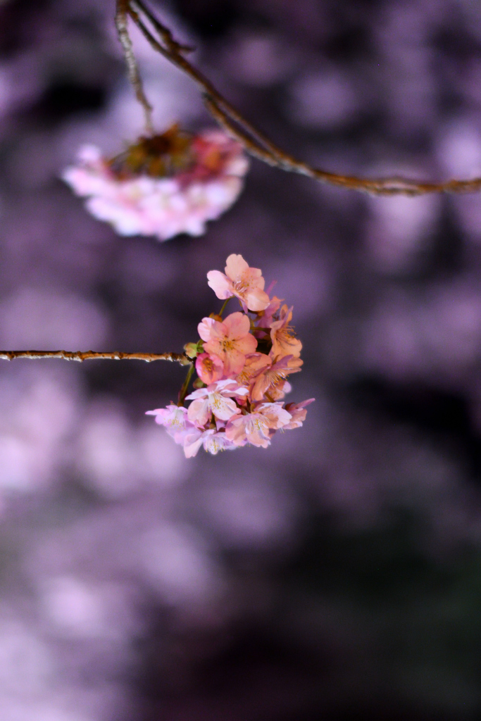 Spring Has Come.