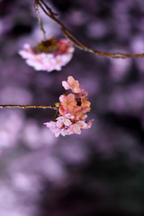 Spring Has Come.