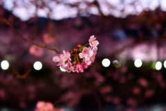 Spring Has Come
