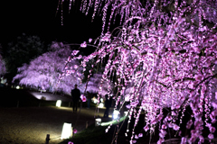 しだれ梅