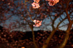 Spring Has Come