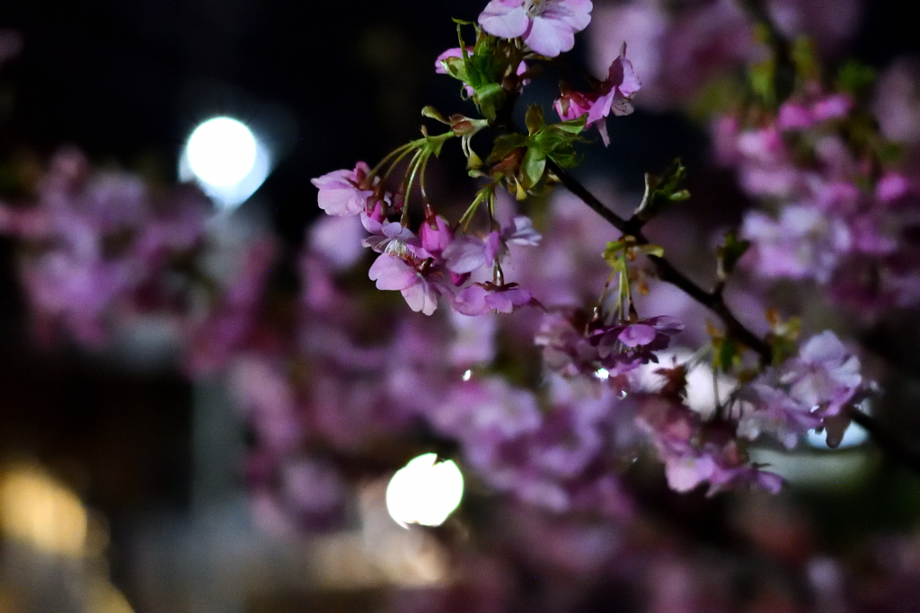 Spring Has Come