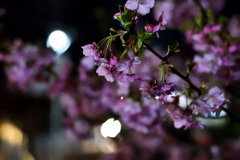 Spring Has Come