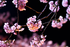 Spring Has Come.