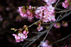 Spring Has Come