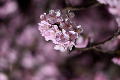Spring Has Come.