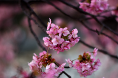 Spring Has Come