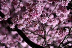 Spring Has Come.