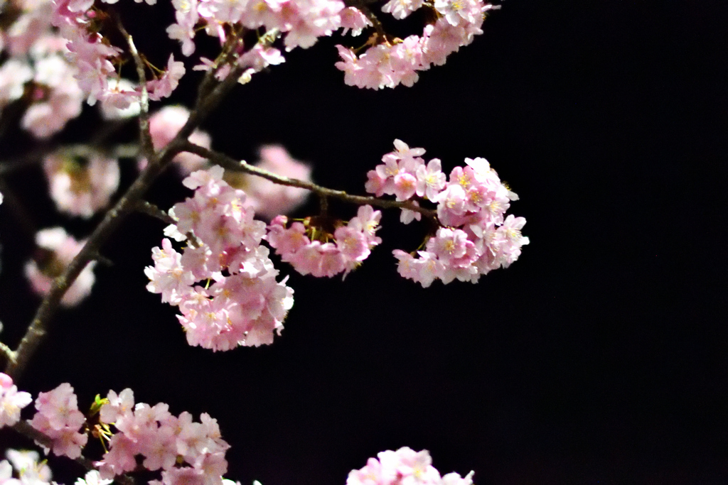 Spring Has Come