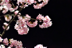 Spring Has Come