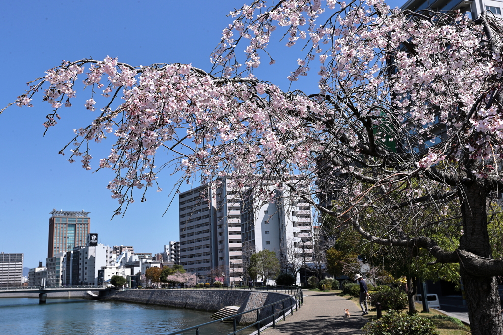 桜を愛でる