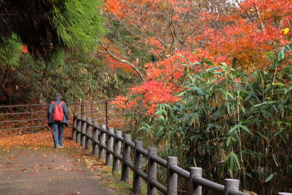 鬼の舌震　歩道紅葉狩り