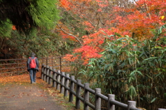 鬼の舌震　歩道紅葉狩り
