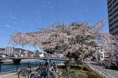 桜を愛でる