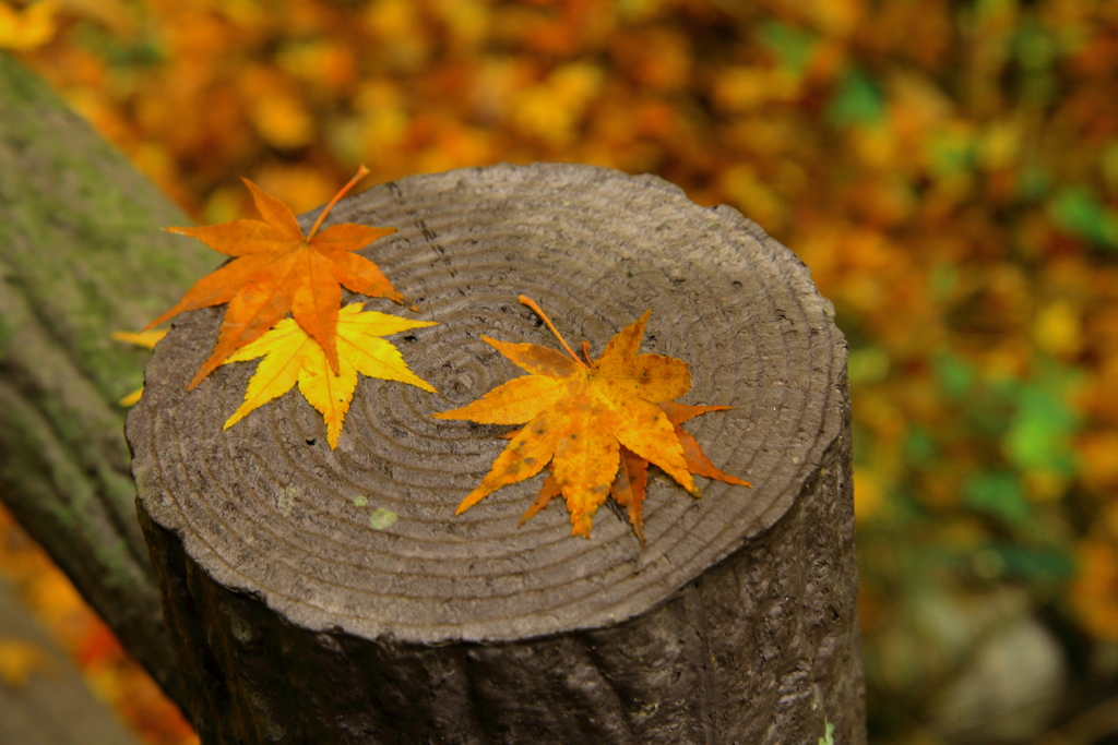 鬼の舌震　歩道紅葉狩り