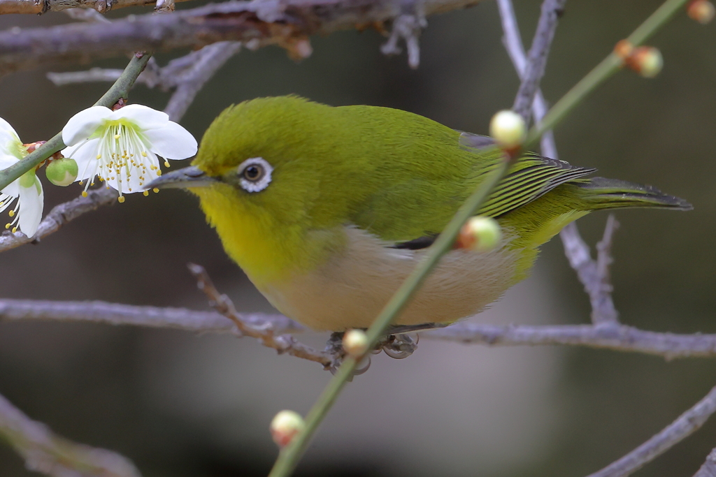 白梅とメジロ