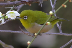 白梅とメジロ
