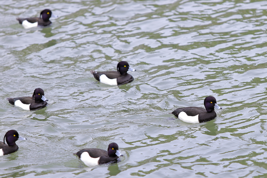 キンクロハジロ