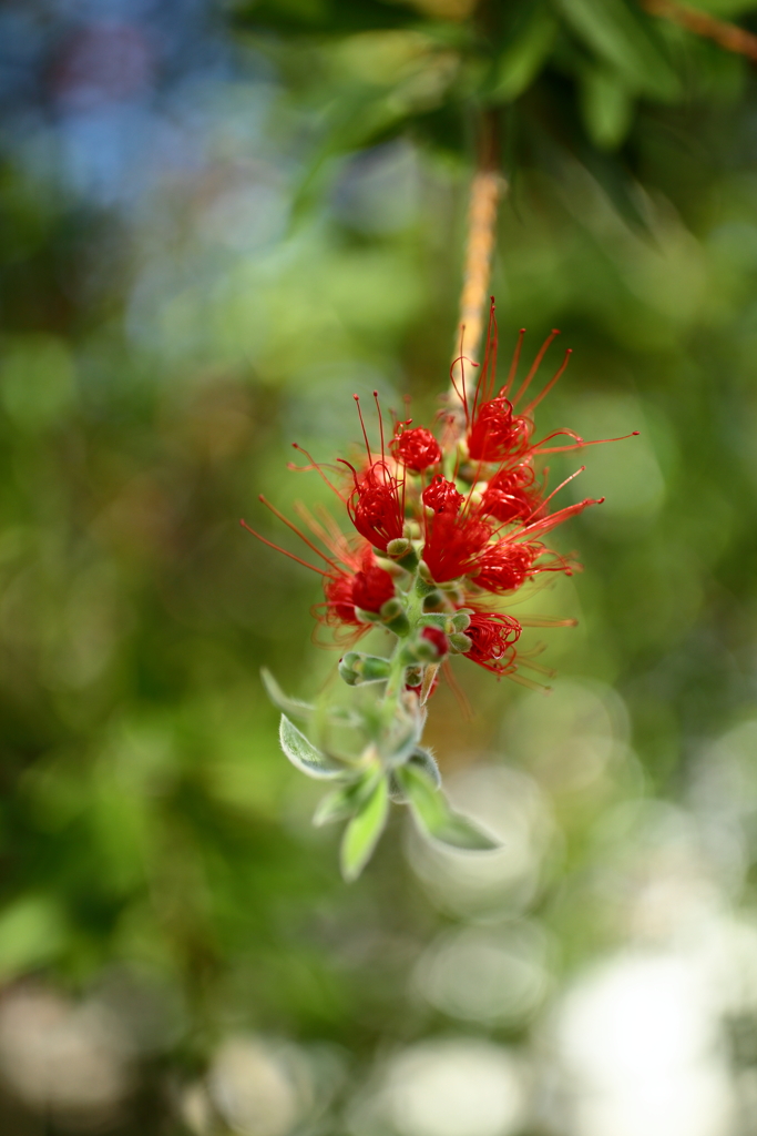 ブラシの花