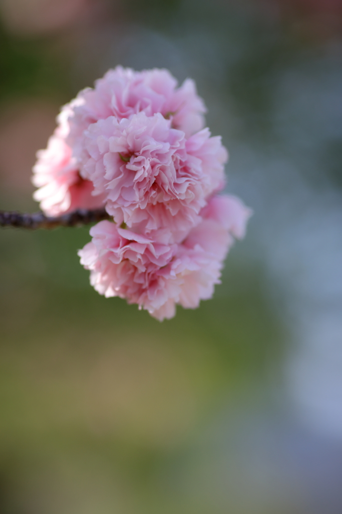 八重桜