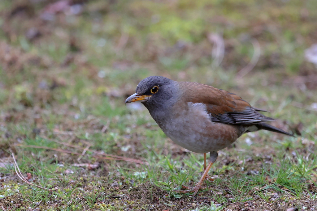 鳥の名前がわからない！
