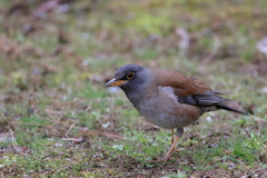 鳥の名前がわからない!