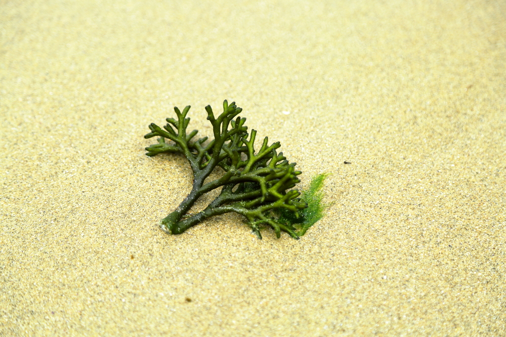 浜辺散策