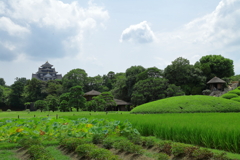 後楽園から眺める岡山城