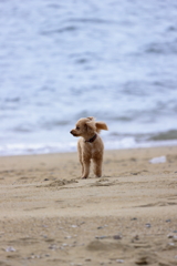 浜辺散歩