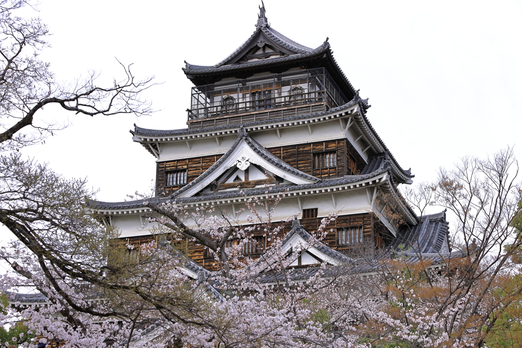 広島城の櫻