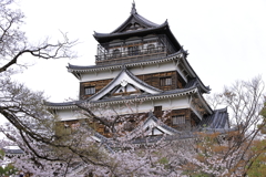 広島城の櫻