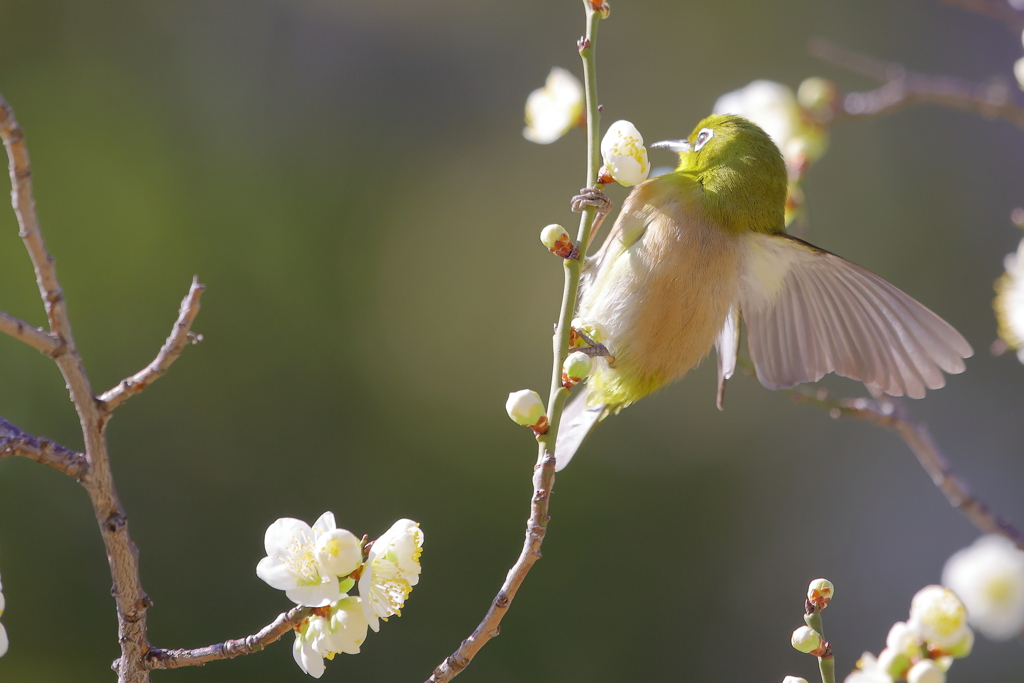 白梅とメジロ
