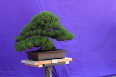 縮景園　盆栽展