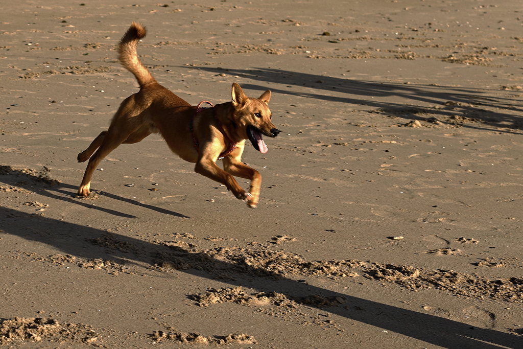 駆け回り喜ぶ『ルーク』
