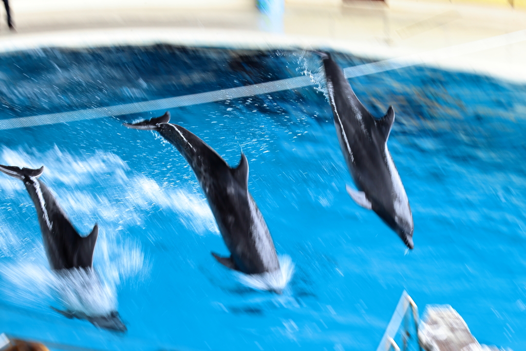 市立しものせき水族館　海響館