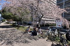 桜を愛でる❣