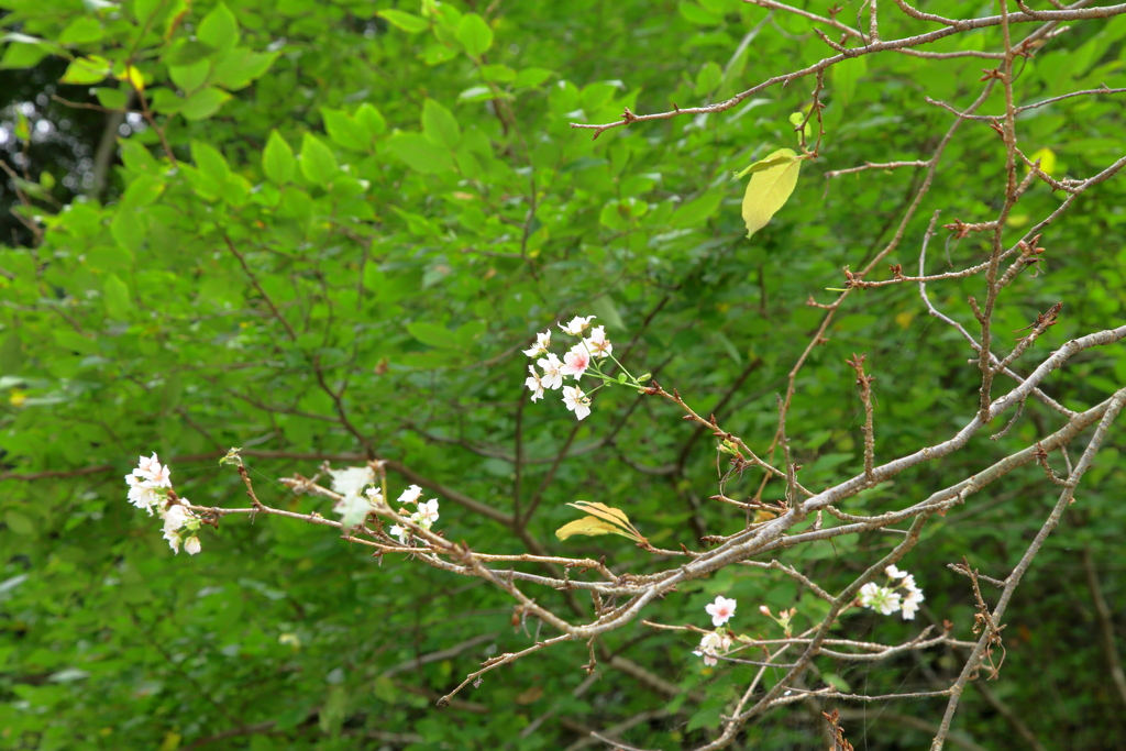 季節外れの桜