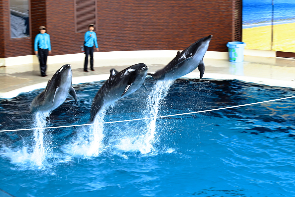 市立しものせき水族館　海響館