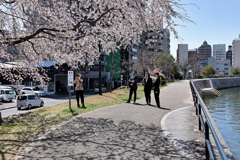 桜を愛でる❣