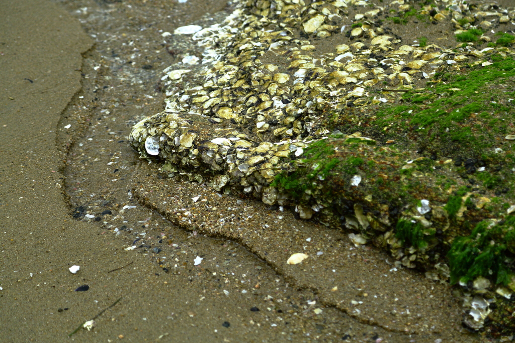 浜辺散策