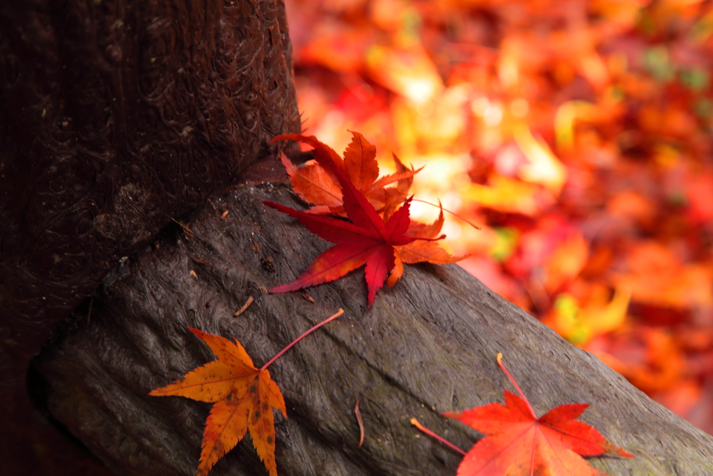 鬼の舌震　歩道紅葉狩り