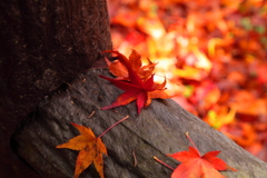 鬼の舌震　歩道紅葉狩り